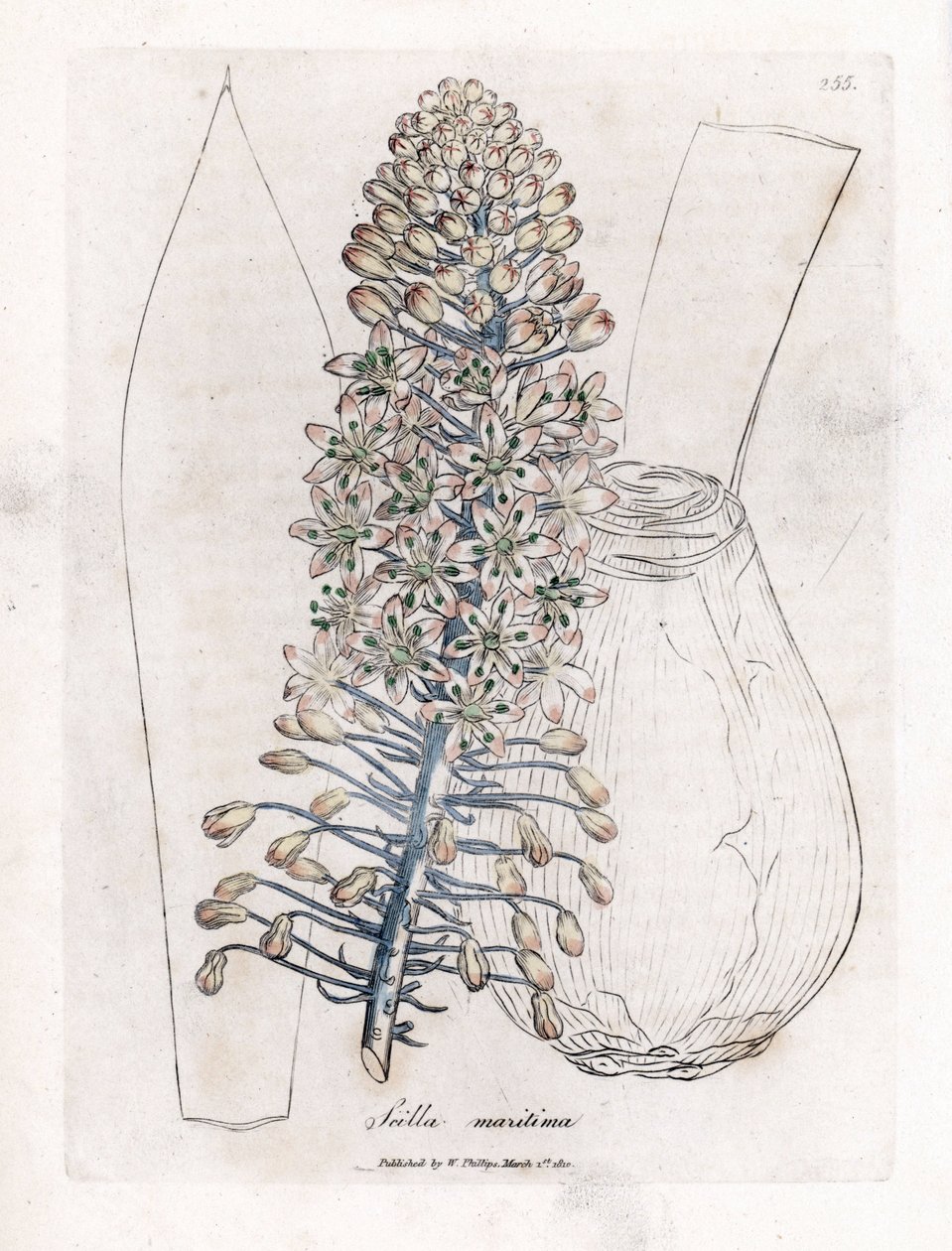 Cebola marinha ou squill, Drimia maritima. Gravura em chapa de cobre colorida à mão a partir de uma ilustração botânica de James Sowerby de William Woodville e Sir William Jackson Hooker