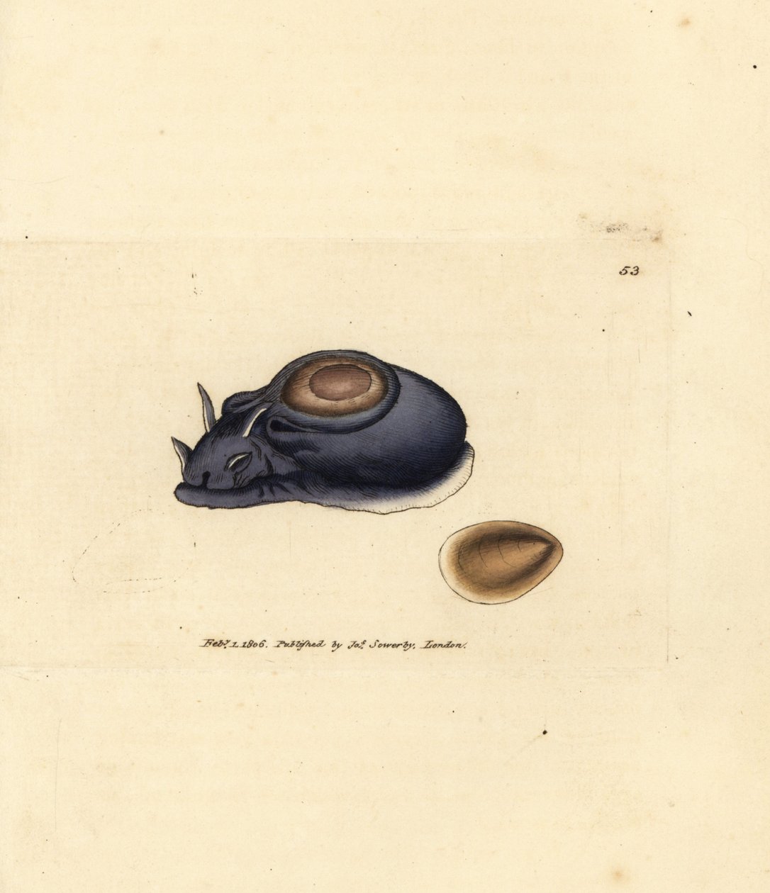 Lesma marinha ou lebre marinha, Aplysia punctata (Aplysia hybrida). Gravura em chapa de cobre colorida à mão por James Sowerby de The British Miscellany, ou figuras coloridas de novos, raros, ou pouco conhecidos exemplares de animais. de James Sowerby