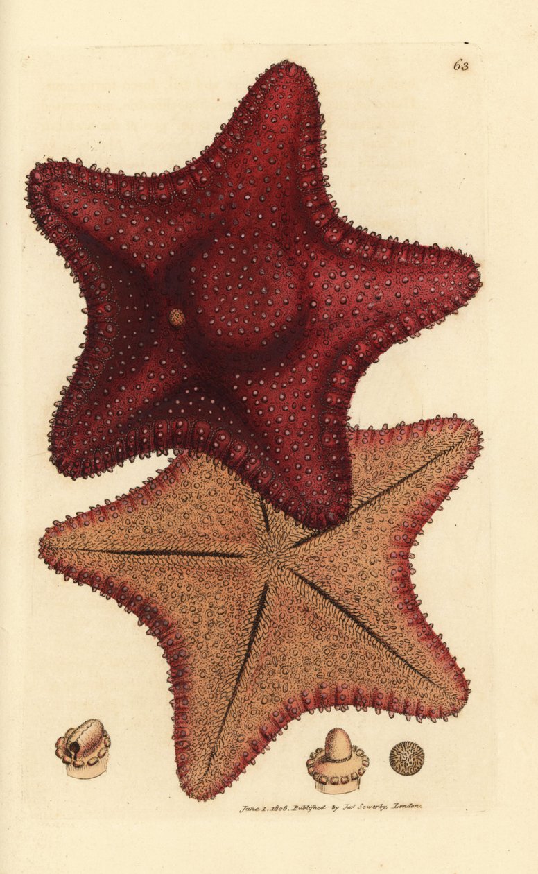 Estrela do mar ou estrela do mar, Hippasteria phrygiana (Asterias equestris?). Gravura em chapa de cobre colorida à mão por James Sowerby de The British Miscellany, ou figuras coloridas de novos, raros, ou pouco conhecidos sujeitos animais. de James Sowerby