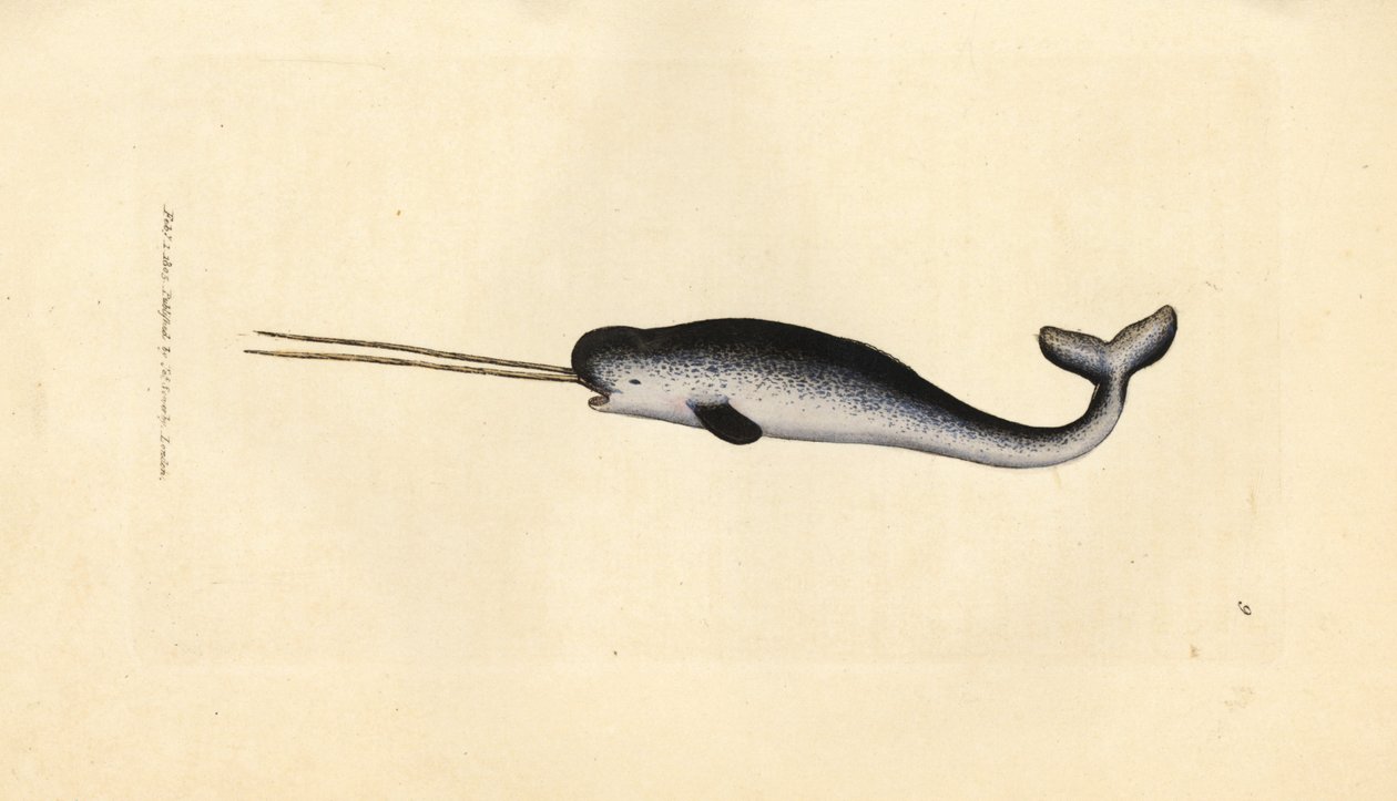 Unicórnio marinho ou narval, Monodon monoceros. Espécime raro com presas duplas. Gravura em chapa de cobre colorida à mão por James Sowerby de The British Miscellany, ou figuras coloridas de novos, raros, ou pouco conhecidos exemplares de animais. de James Sowerby
