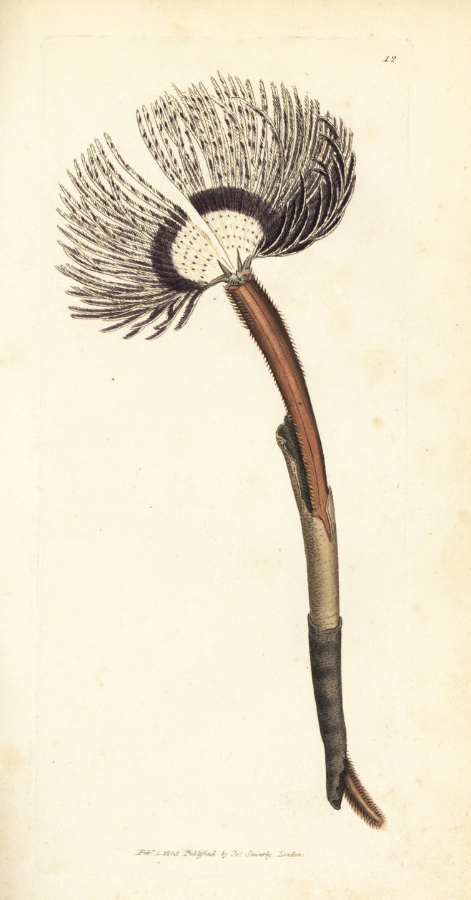 Verme marinho, Amphitrite ventilabrum. Gravura em chapa de cobre colorida à mão por James Sowerby de The British Miscellany, ou figuras coloridas de novos, raros, ou pouco conhecidos sujeitos animais. de James Sowerby