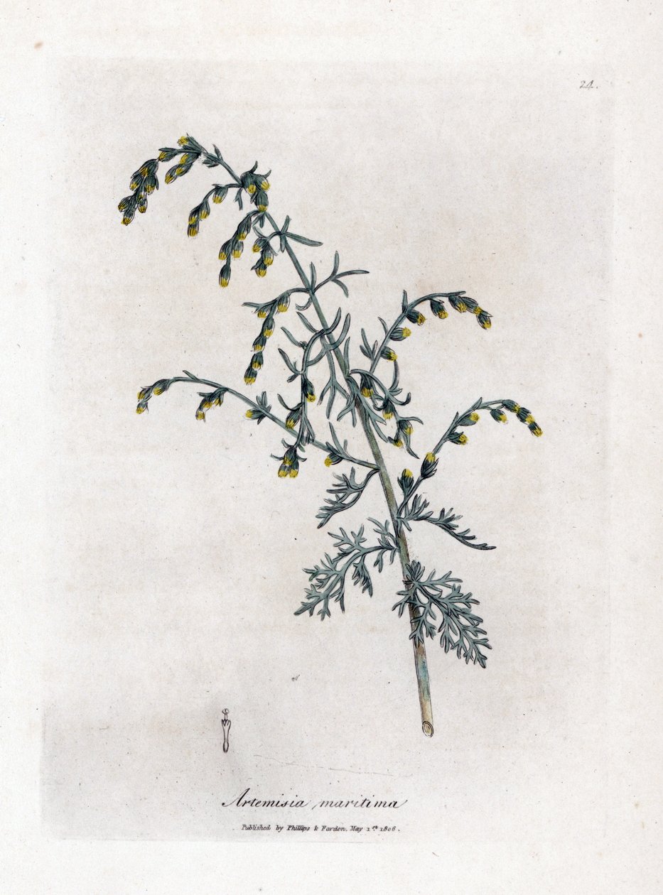 Absinto marinho, Artemisia maritima. Gravura em chapa de cobre colorida à mão a partir de uma ilustração botânica de James Sowerby de William Woodville e Sir William Jackson Hooker