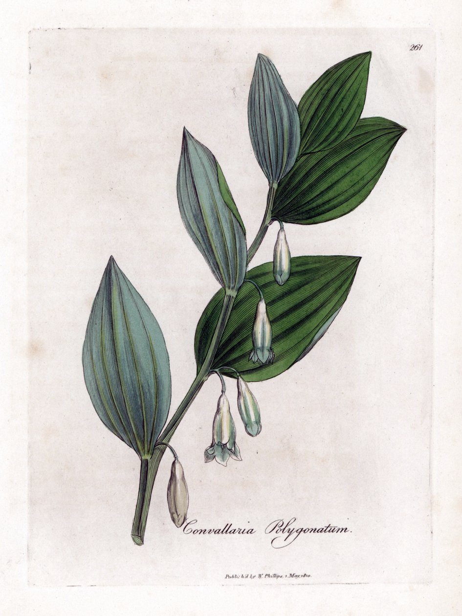 Selo de Salomão Multiflora - Selo de Salomão, Polygonatum multiflorum. Gravura em chapa de cobre colorida à mão a partir de uma ilustração botânica de James Sowerby de William Woodville e Sir William Jackson Hooker