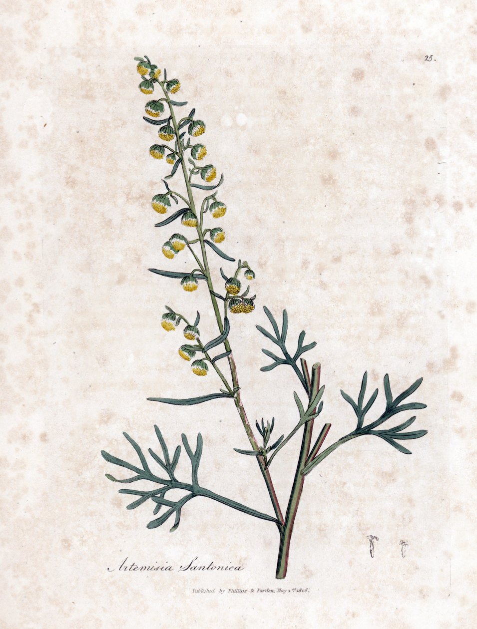 Sémen contra ou semencine ou sagebrush de Judee - Santonica, Artemisia cina. Gravura em chapa de cobre colorida à mão a partir de uma ilustração botânica de James Sowerby de William Woodville e Sir William Jackson Hooker