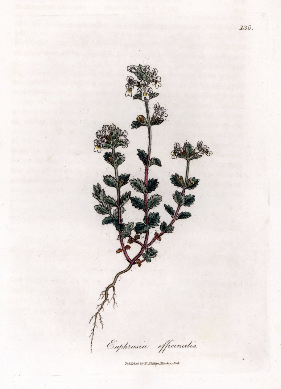 Relva de visão curta - Euphrasia officinalis, Euphrasia officinalis. Gravura em chapa de cobre colorida à mão a partir de uma ilustração botânica de James Sowerby de William Woodville e "Medical Botany" de Sir William Jackson Hooker, John Bohn, Londres de James Sowerby