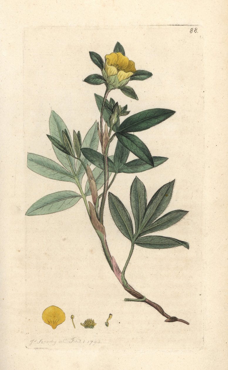 Cinquefoil frutescente ou la cinquefoil shbustive (Cinquefoil frutescente ou la cinquefoil shbustive) Gravura em chapa de cobre colorida à mão depois de uma ilustração de James Sowerby da revista inglesa Botany de James Smith, Londres de James Sowerby