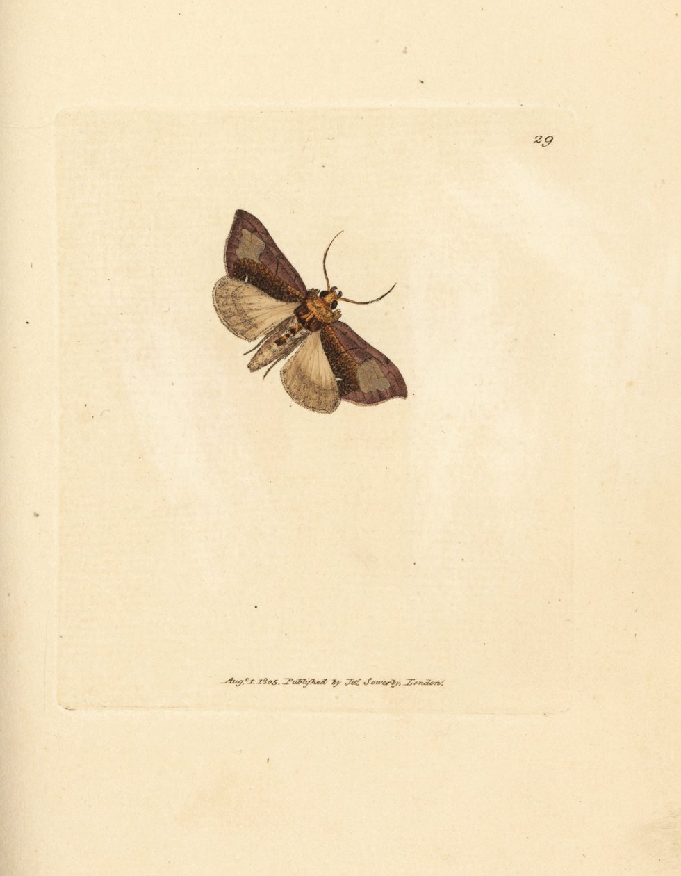 Latão fino polido, Thysanoplusia orichalcea (traça de latão polido Yorkshire; Phalaena Noctua aerifera). Gravura em chapa de cobre colorida à mão por James Sowerby de The British Miscellany, ou figuras coloridas de animais novos, raros, ou pouco conhecidos de James Sowerby