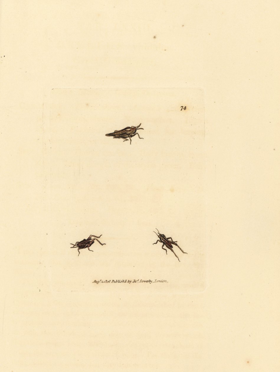 Gafanhoto esguio, Tetrix subulata (acrydium em forma de AWL, Acrydium subulatum). Gravura em chapa de cobre colorida à mão por James Sowerby de The British Miscellany, ou figuras coloridas de novos, raros, ou pouco conhecidos sujeitos animais. de James Sowerby