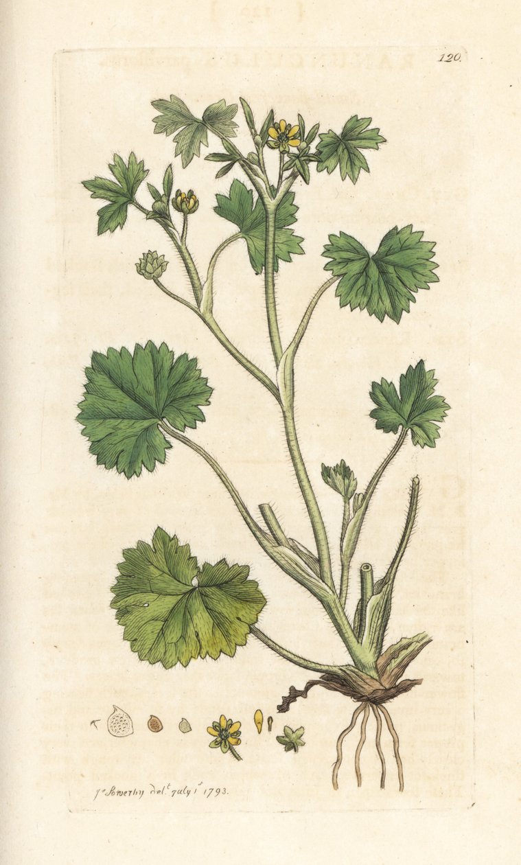 Ranunculus parviflorus (ranúnculo), ranúnculo parviflorus (ranúnculo) Gravura em chapa de cobre colorida à mão depois de uma ilustração de James Sowerby de James Smith