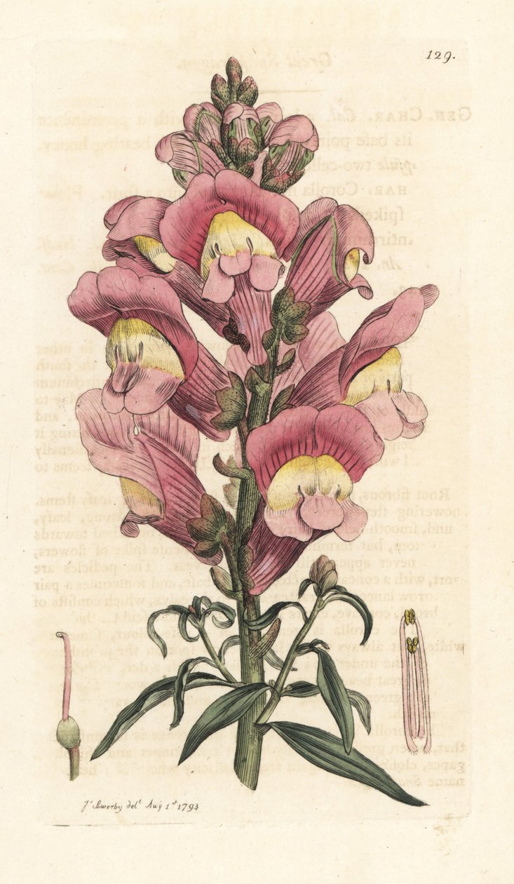 Snapdragon, Antirrhinum majus Gravura em chapa de cobre colorida à mão depois de uma ilustração de James Sowerby de James Smith