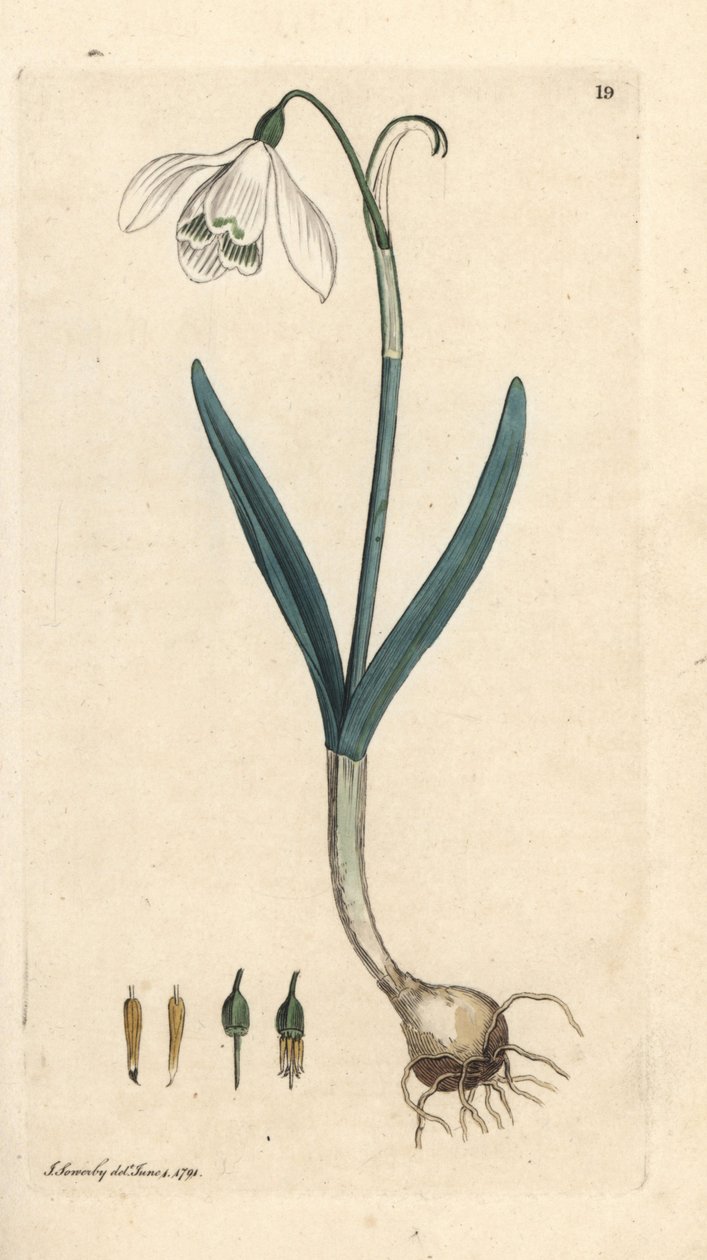 Gota de Neve, Galanthus nivalis. Gravura em chapa de cobre colorida à mão depois de uma ilustração de James Sowerby, de James Smith