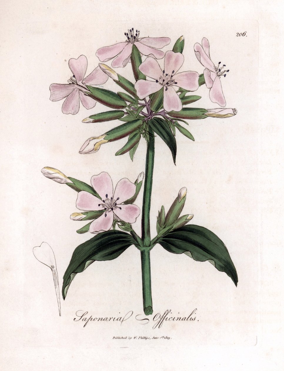 Soapwort, Saponaria officinalis. Gravura em chapa de cobre colorida à mão a partir de uma ilustração botânica de James Sowerby de William Woodville e Sir William Jackson Hooker