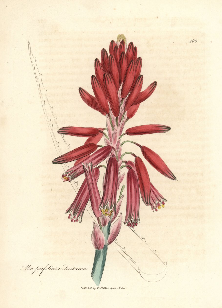 Socotorine aloe, Aloe perfoliata socotorina de James Sowerby