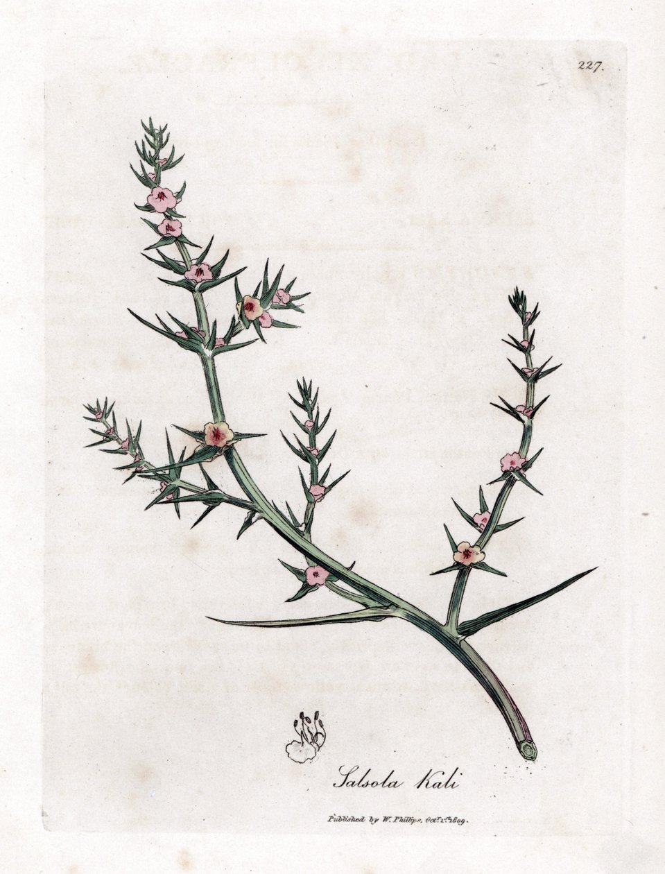 Soda brulee - Sal grosso, Kali turgida. Gravura em chapa de cobre colorida à mão a partir de uma ilustração botânica de James Sowerby de William Woodville e Sir William Jackson Hooker