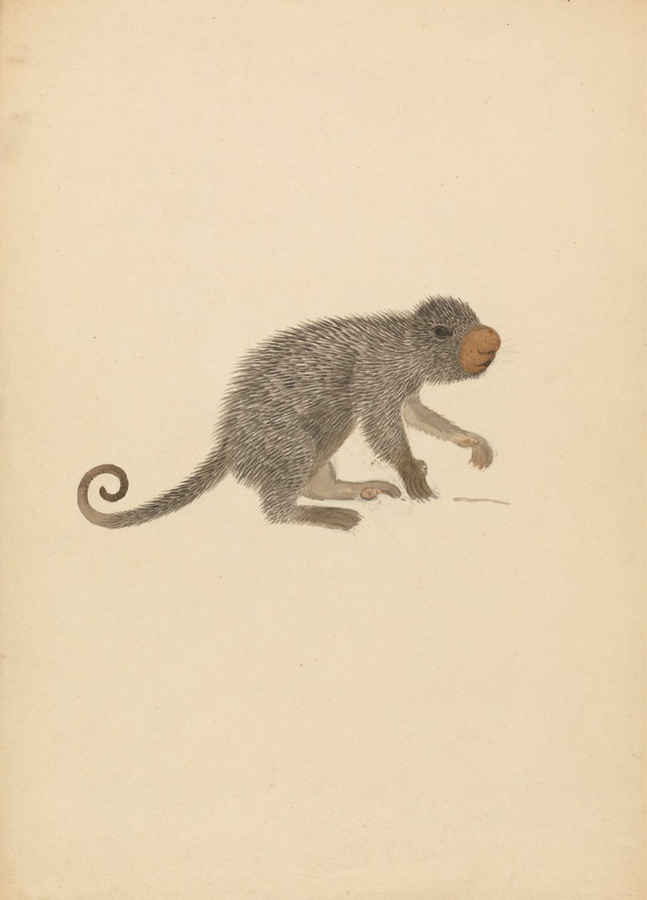 Porcupino Sul-Americano de James Sowerby