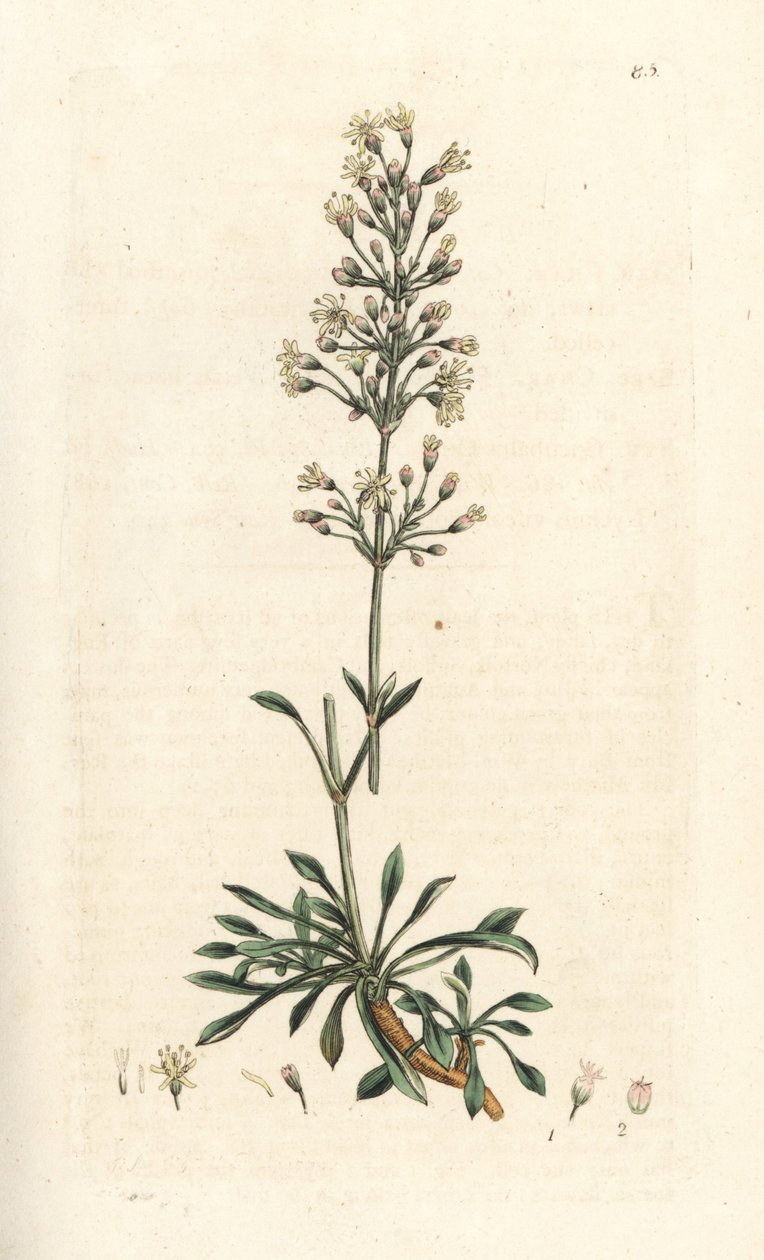 mosca espanhola, otites de Silene (campion espanhol, otites de Cucubalus) (silene uma pequena folha) Gravura em chapa de cobre colorida à mão depois de uma ilustração de James Sowerby da Botânica Inglesa de James Smith, Londres de James Sowerby