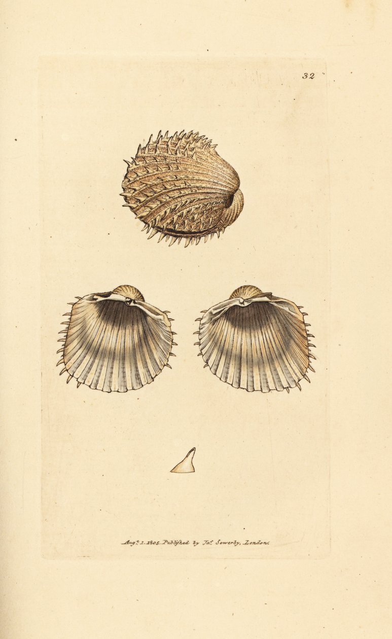Cockleata espinhosa, Acanthocardia aculeata (Cardium spinosum). Gravura em chapa de cobre colorida à mão por James Sowerby de The British Miscellany, ou figuras coloridas de novos, raros, ou pouco conhecidos sujeitos animais. de James Sowerby