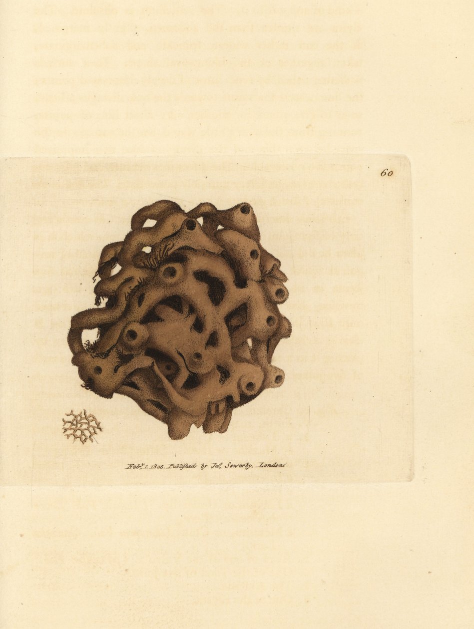 Sponge, Haliclona cinerea (esponja cancelada, Spongia cancellata). Gravura em chapa de cobre colorida à mão por James Sowerby de The British Miscellany, ou figuras coloridas de novos, raros, ou pouco conhecidos exemplares de animais. de James Sowerby