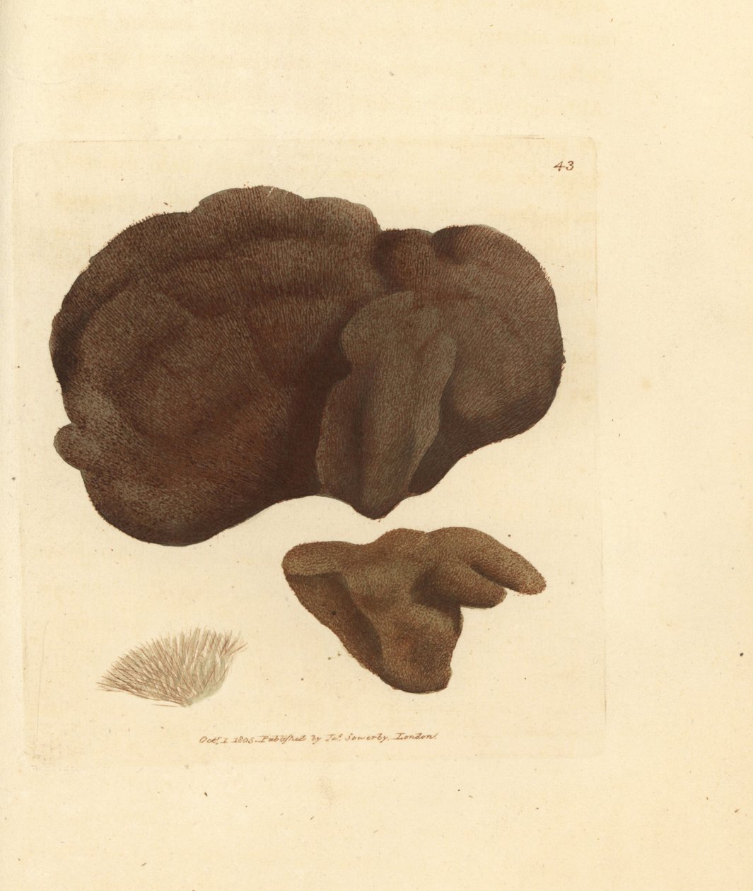 Sponge, Spongionella pulchella (Spongionella pulchella). Gravura em chapa de cobre colorida à mão por James Sowerby de The British Miscellany, ou figuras coloridas de novos, raros, ou pouco conhecidos exemplares de animais. de James Sowerby