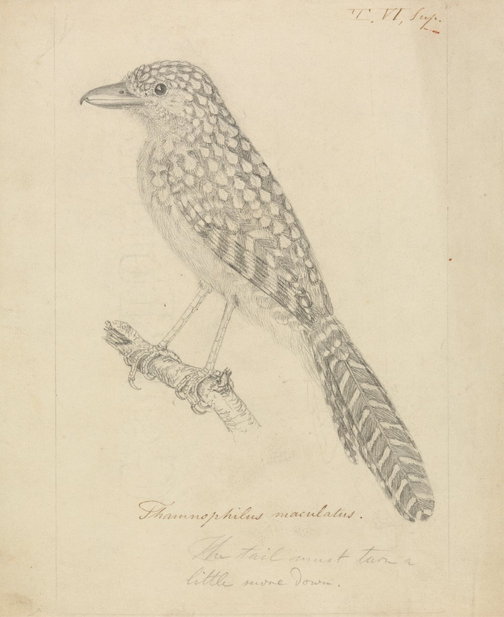 Antshrike com apoio de um ponto de James Sowerby