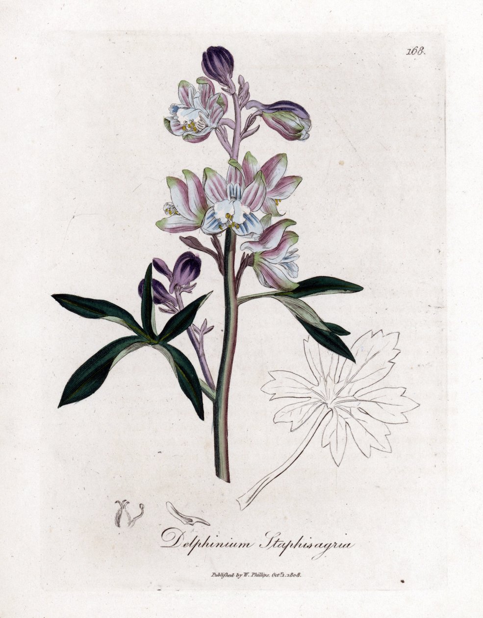 Staphisegar ou erva com piolhos ou erva com goivas ou uvas silvestres - Palmated cotovia ou stavesacre, Delphinium staphisagria. Gravura em chapa de cobre colorida à mão a partir de uma ilustração botânica de James Sowerby de William Woodville e Sir Willia de James Sowerby