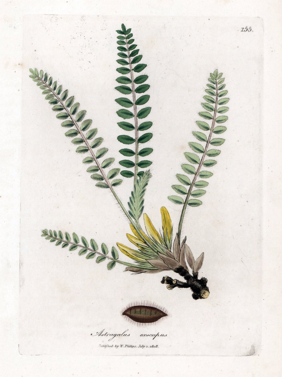 Stemless Astragalus - Stemless milkvetch, Astragalus excapus. Gravura em chapa de cobre colorida à mão a partir de uma ilustração botânica de James Sowerby de William Woodville e Sir William Jackson Hooker