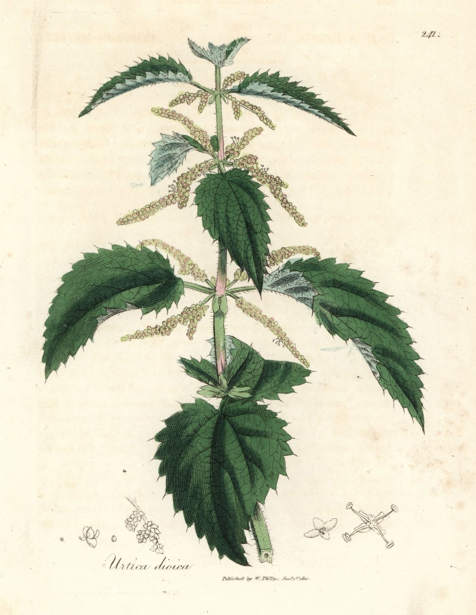 Urtiga de urtiga, Urtica dioica de James Sowerby
