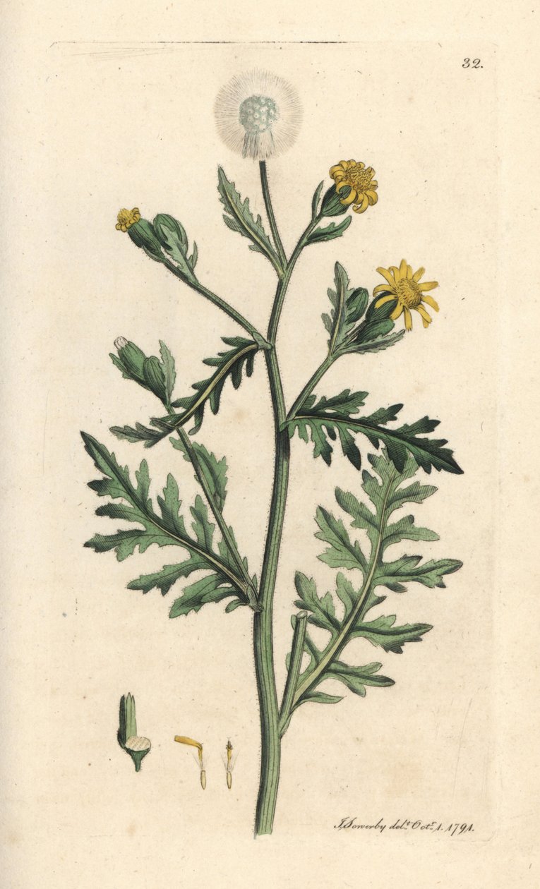 Gravura em chapa de cobre colorida à mão depois de uma ilustração de James Sowerby, de James Smith