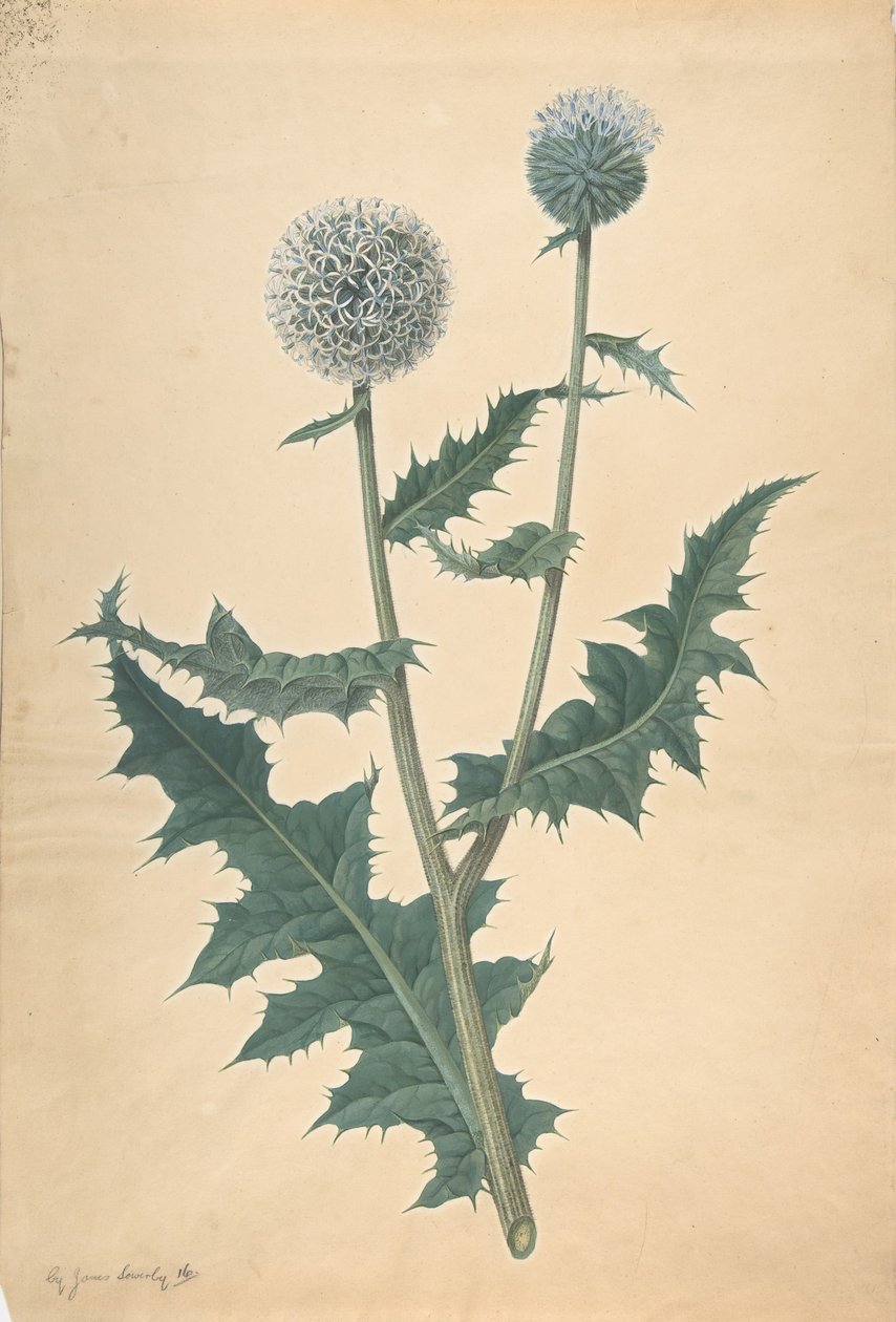 Estudo de um cardo, antes de 1822. de James Sowerby