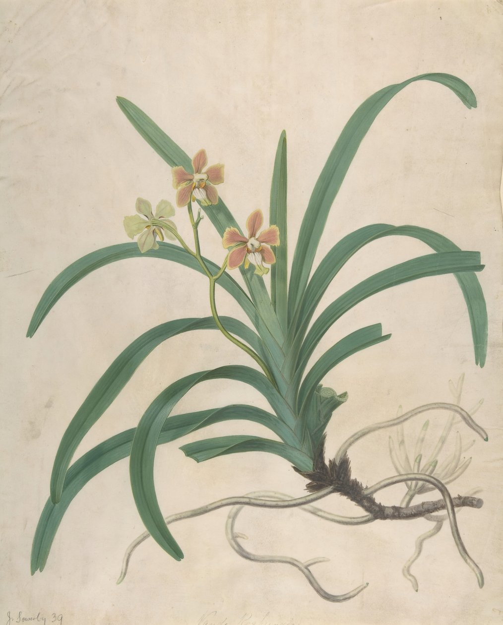 Estudo de uma Orquídea, Vanda Roxburgia, antes de 1822. de James Sowerby