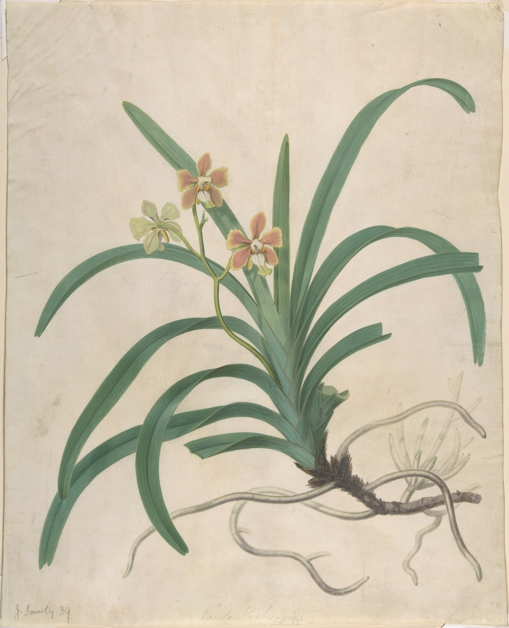Estudo de uma orquídea, «Vanda Roxburgia» de James Sowerby