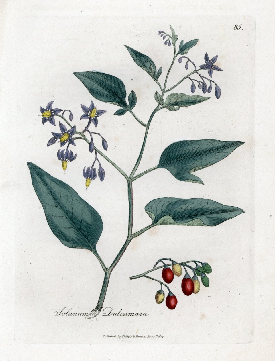 Sombra doce amarga ou doce amarga - Sombra de madeira, Solanum dulcamara. Gravura em chapa de cobre colorida à mão a partir de uma ilustração botânica de James Sowerby de William Woodville e Sir William Jackson Hooker