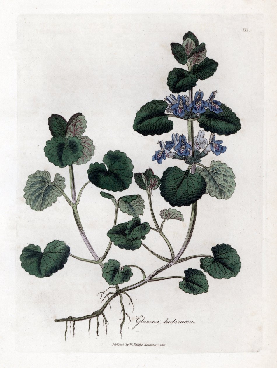Hera terrestre - Hera terrestre, Glecoma hederacea. Gravura em chapa de cobre colorida à mão a partir de uma ilustração botânica de James Sowerby de William Woodville e Sir William Jackson Hooker