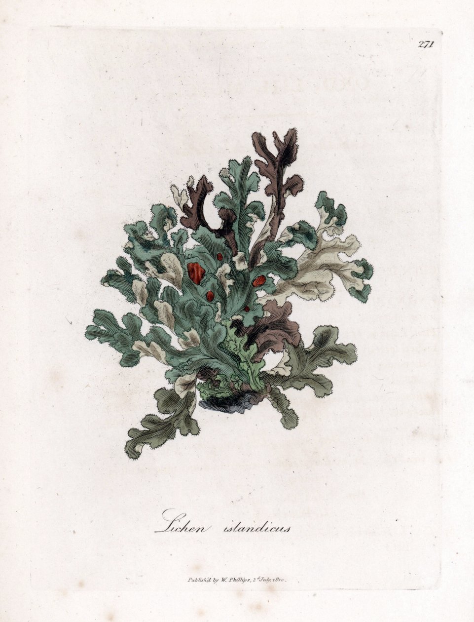 Talo ou musgo da Islândia - Líquen Eryngo-leaved lichen, Lichen islandicus. Gravura em chapa de cobre colorida à mão a partir de uma ilustração botânica de James Sowerby de William Woodville e Sir William Jackson Hooker