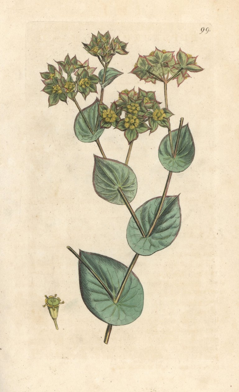 Cera de atirar, Bupleurum rotundifolium. Gravura em chapa de cobre colorida à mão depois de uma ilustração de James Sowerby, de James Smith