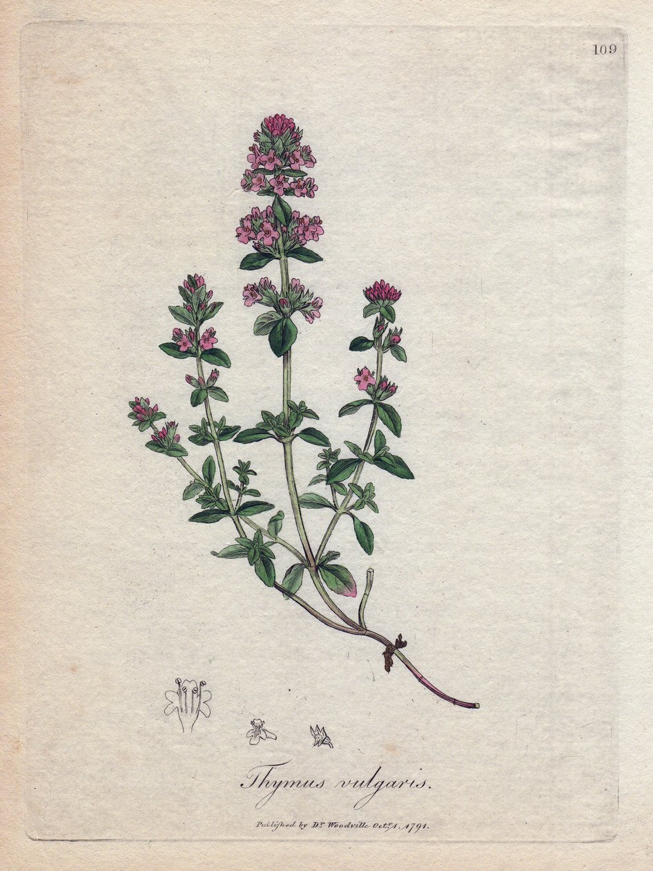 Tomilho (Thymus vulgaris). Gravura em cobre colorida à mão a partir de uma ilustração de James Sowerby. Excerto do livro de William Woodville e Sir William Jackson Hooker "Botanique medicinale" 1832. O incansável Sowerby (1757-1822) desenhou mais de 2500 p de James Sowerby