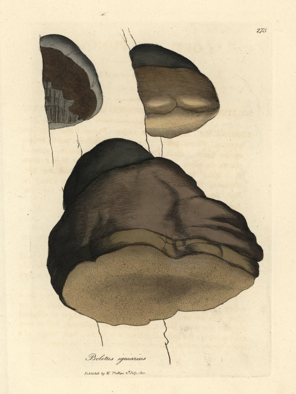 Boletus igniarius ou cogumelo agárico, Boletus igniarius de James Sowerby