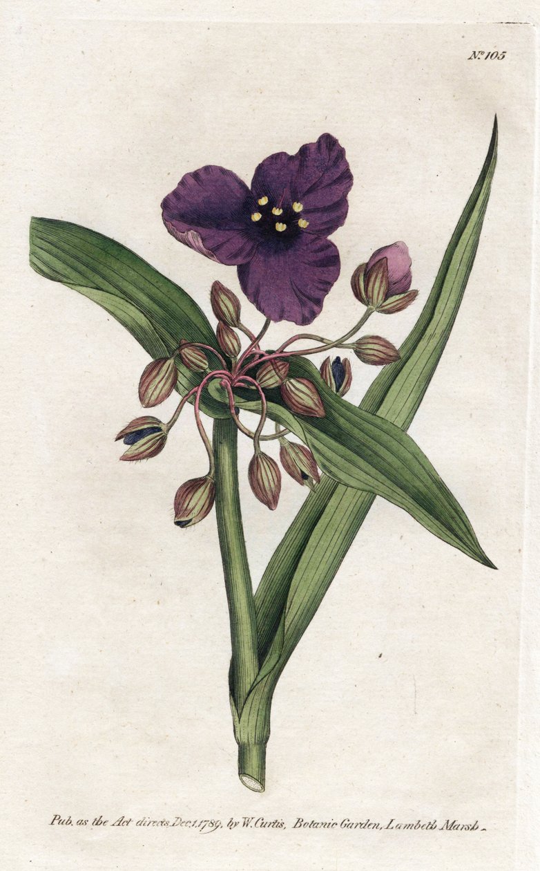 Tradescantia ou setcreasee - Litografia de James Sowerby (1757-1822), da Revista Botânica de William Curtis (1746-1799) de James Sowerby