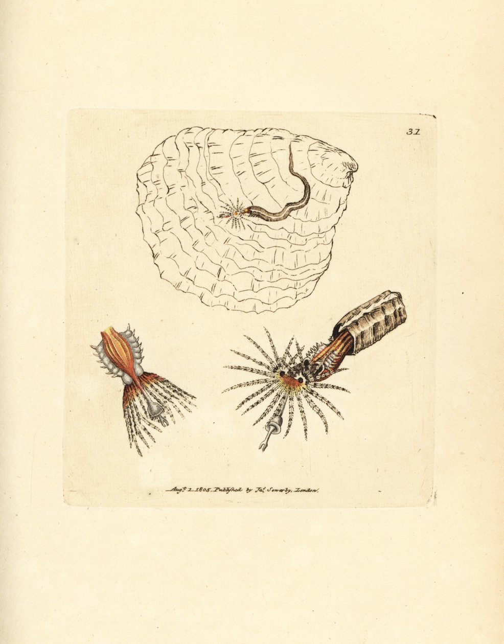 Tubo-anelídeo de construção de tubos, triquímetro Spirobranchus. Gravura em chapa de cobre colorida à mão por James Sowerby de The British Miscellany, ou figuras coloridas de novos, raros, ou pouco conhecidos sujeitos animais. de James Sowerby