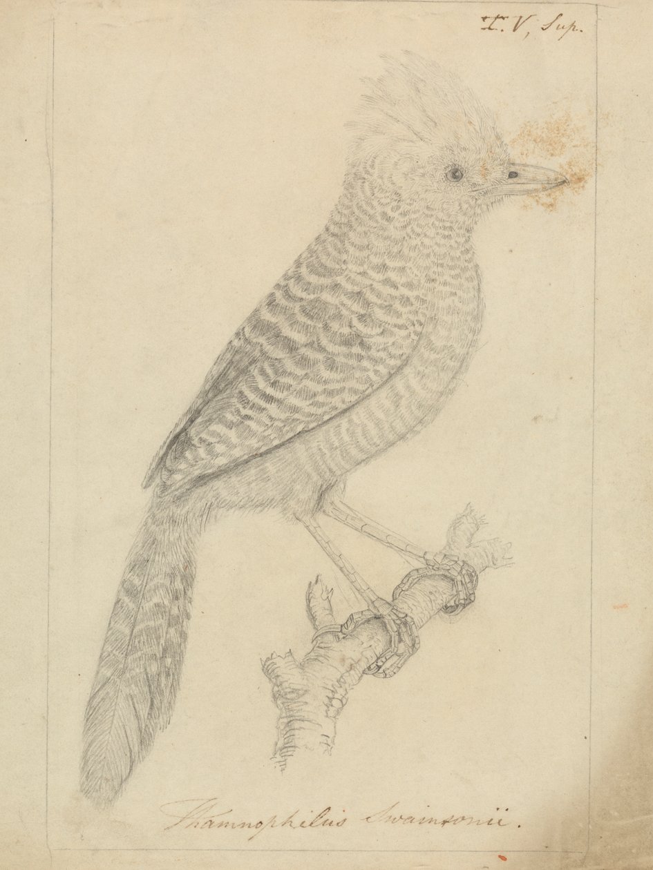 Tufted Antshrike de James Sowerby