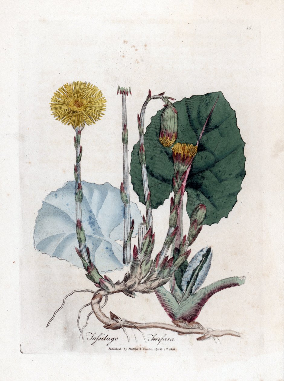Tuslage or no burro - Coltsfoot, Tussilago fara. Gravura em chapa de cobre colorida à mão a partir de uma ilustração botânica de James Sowerby de William Woodville e "Medical Botany" de Sir William Jackson Hooker, John Bohn, Londres de James Sowerby