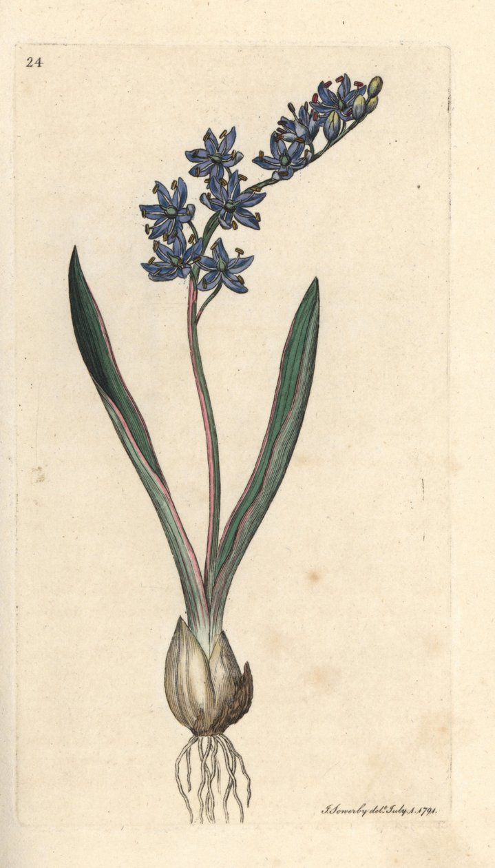 Squill de duas folhas, Scilla bifolia Gravura em chapa de cobre colorida à mão depois de uma ilustração de James Sowerby da Botânica Inglesa de James Smith, Londres de James Sowerby
