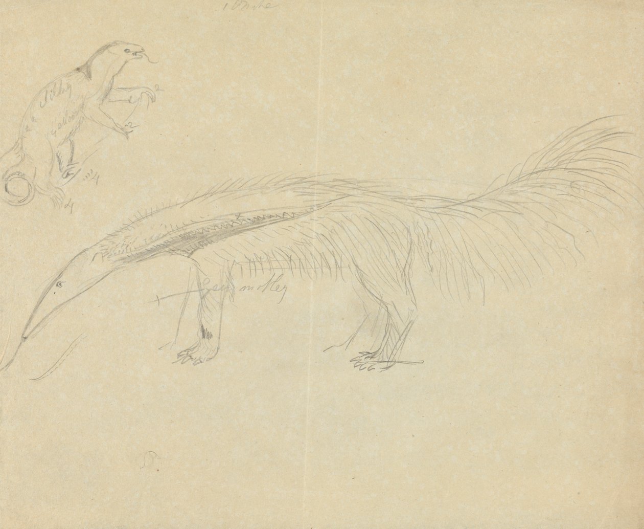 Dois Anteaters de James Sowerby