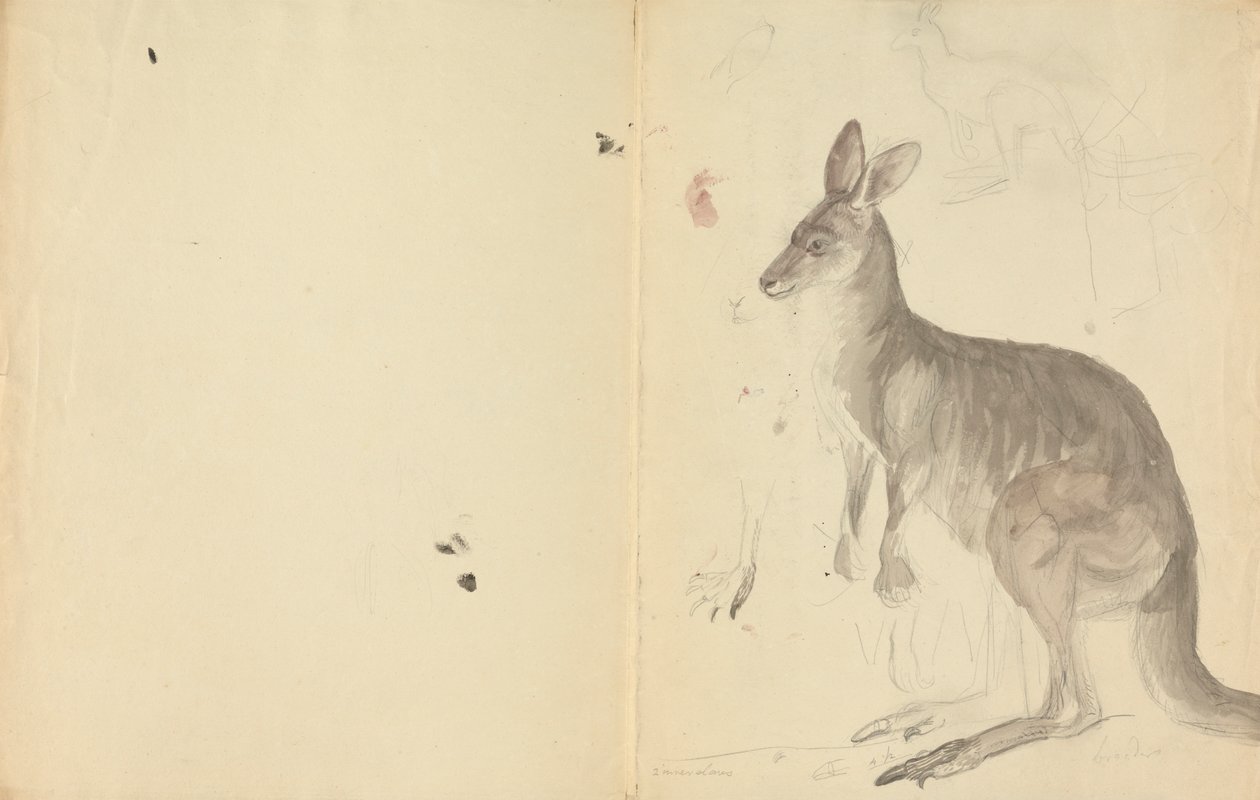 Dois cangurus com detalhes de James Sowerby