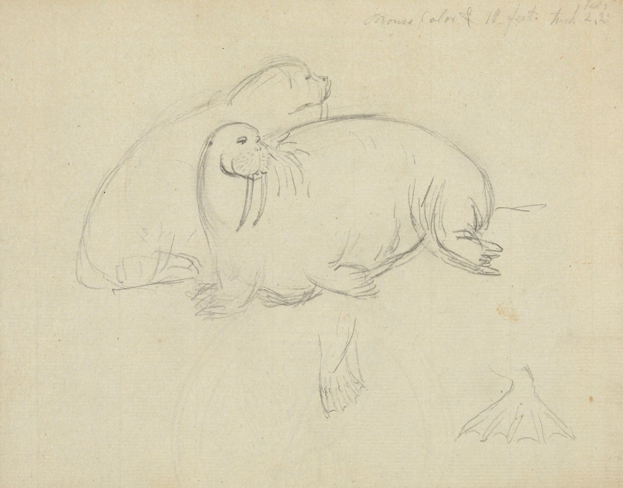 Duas morsas com Pormenor de Flippers de James Sowerby