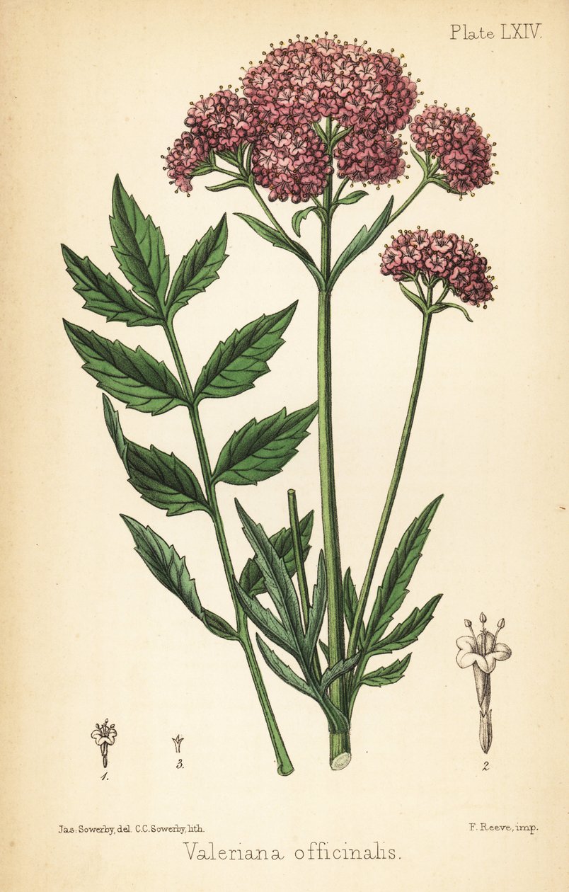 Valerian, Valeriana officinalis. Litografia colorida à mão por Charlotte Caroline Sowerby após uma ilustração de James Sowerby da Flora Homeopathica de Edward Hamilton, Bailliere, Londres de James Sowerby