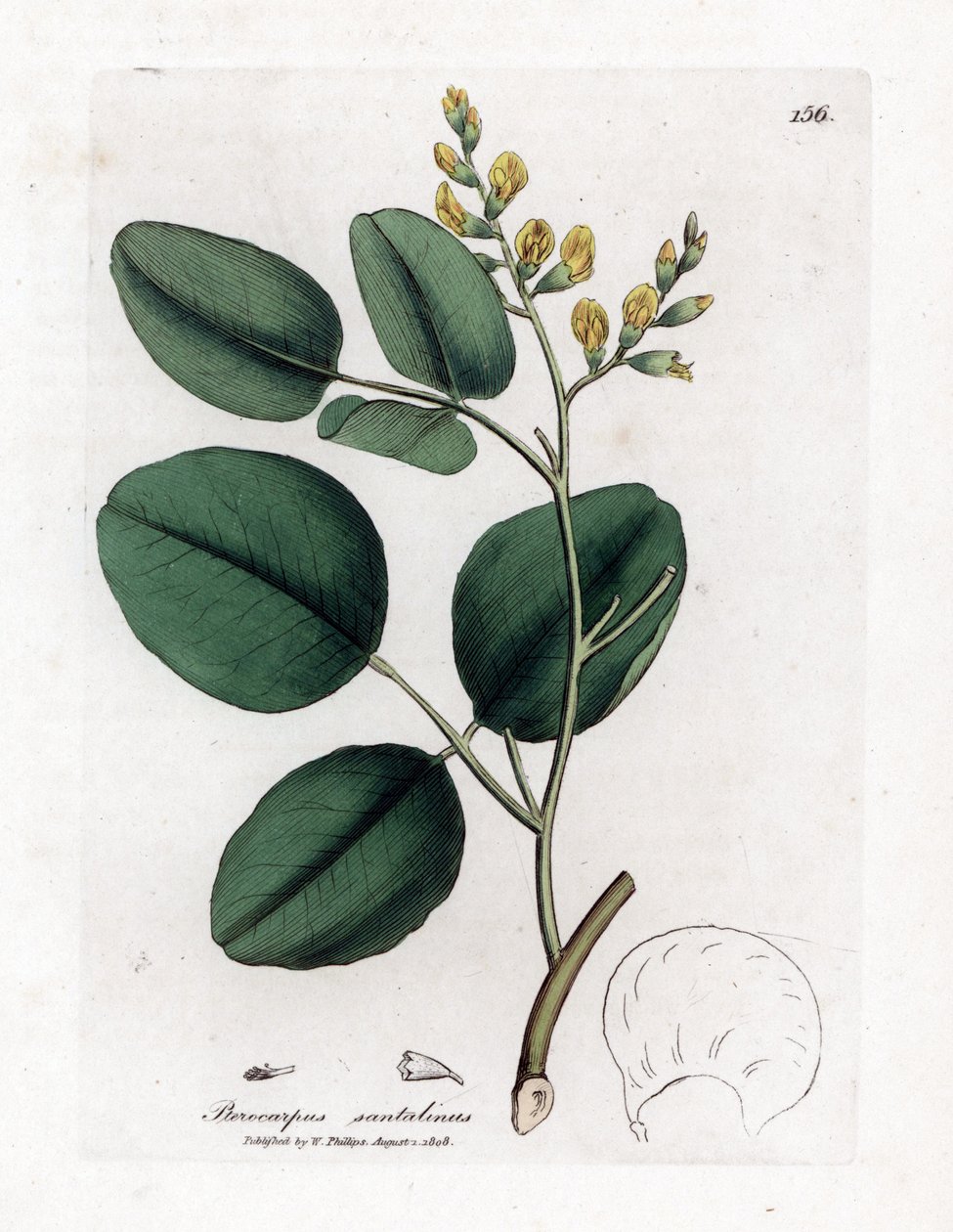 Variete de fabacee (leguminosa) - Sândalo vermelho, Pterocarpus santalinus. Gravura em chapa de cobre colorida à mão a partir de uma ilustração botânica de James Sowerby de William Woodville e Sir William Jackson Hooker