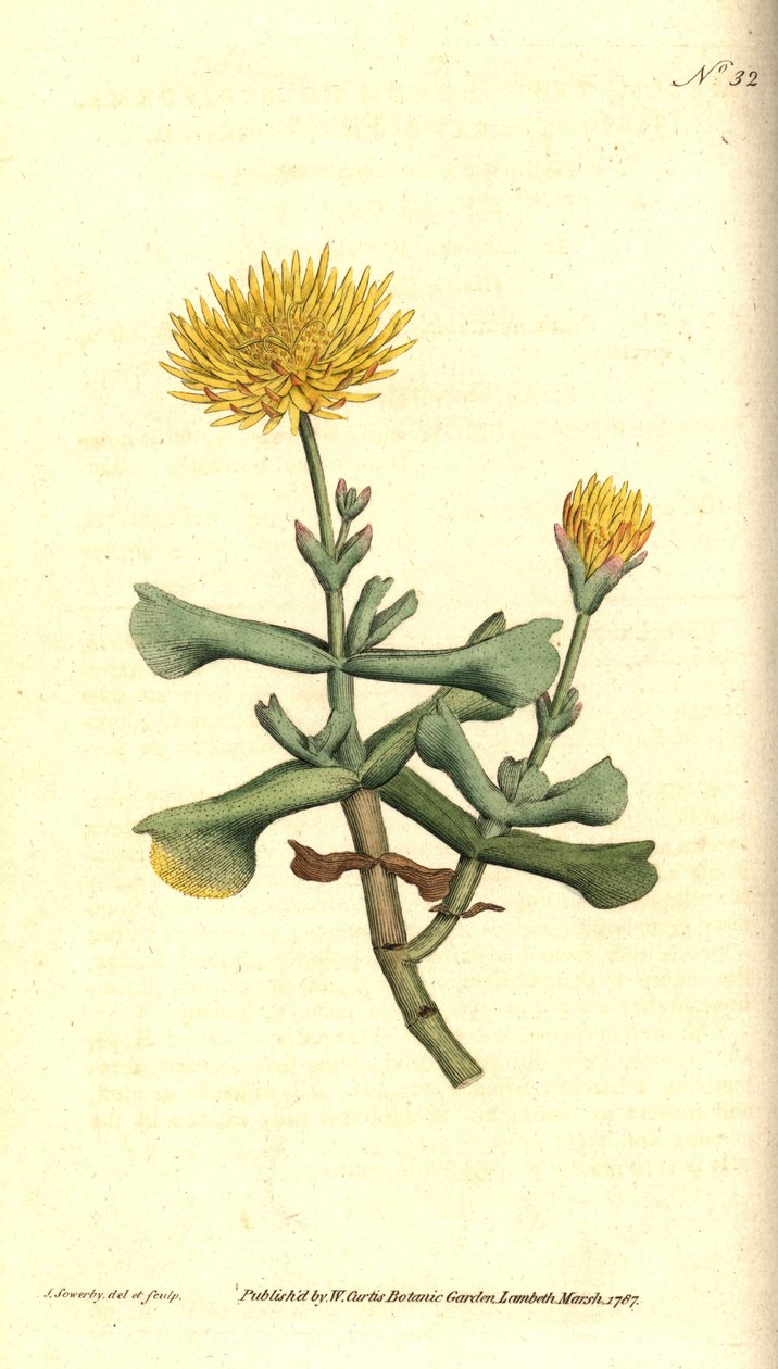 Variete de ficoide - Calêndula de figo Hatchet-leaved, Mesembryanthemum dolabriforme. Gravura em chapa de cobre colorida à mão e ilustração botânica por James Sowerby da revista The Botanical Magazine de William Curtis, Lambeth Marsh, Londres de James Sowerby