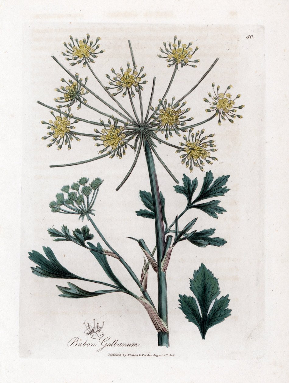 Variiete umbellifere produzindo goma de resina - Lovage-leaved bubon, Bubon galbanum. Gravura em chapa de cobre colorida à mão a partir de uma ilustração botânica de James Sowerby de William Woodville e Sir William Jackson Hooker