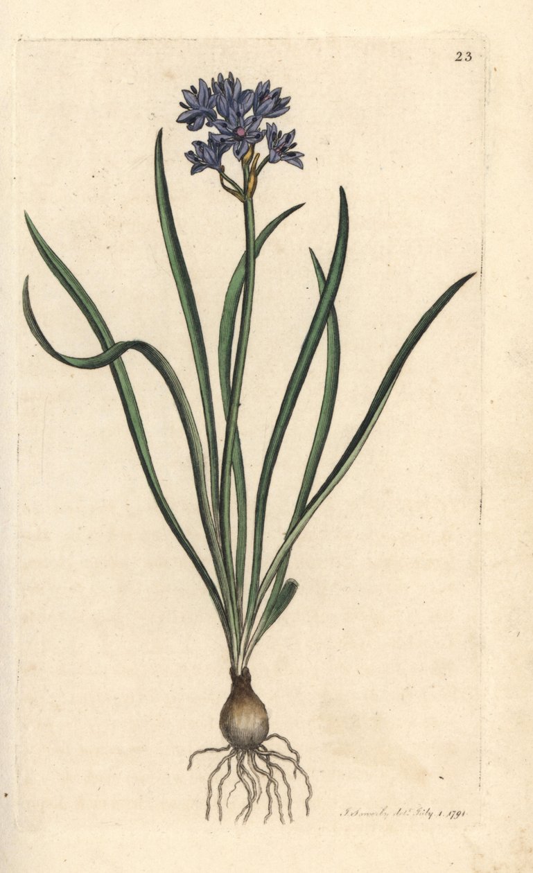 Vernal ou spring squill, Scilla verna (Spring Scille) Gravação em chapa de cobre colorida à mão depois de uma ilustração de James Sowerby da Botânica Inglesa de James Smith, Londres de James Sowerby